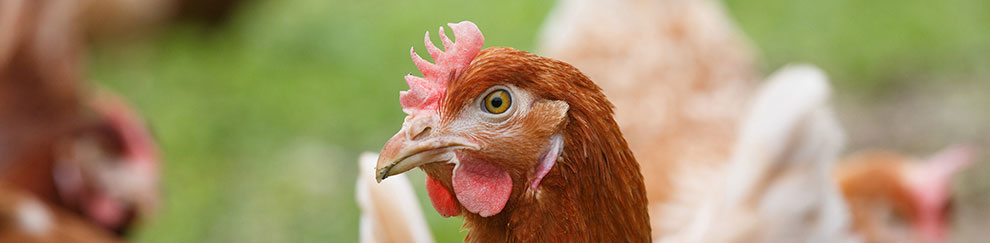 Hen in a field © RSPCA