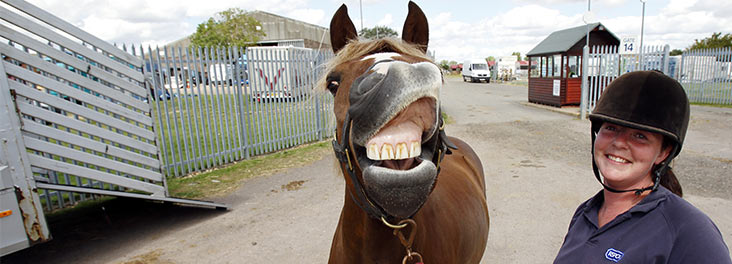 Horse pulling a funny face at the camera © RSPCA Photolibrary Horse pulling a funny face at the camera © RSPCA Photolibrary