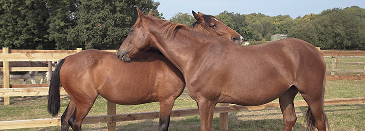 Two horses grooming each other © RSPCA Photolibrary