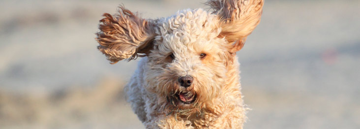 Cockapoo dog playing on beach © RSPCA photolibrary Cockapoo dog playing on beach © RSPCA photolibrary