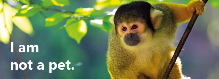A squirrel monkey is not a pet © istock A squirrel monkey is not a pet © istock