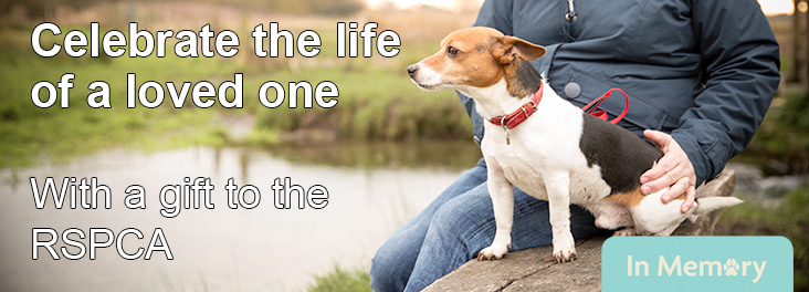 Terrier sitting with owner on a bench © RSPCA photolibrary