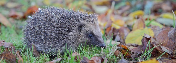 Profile of adult hedgehog © RSPCA photolibrary Profile of adult hedgehog © RSPCA photolibrary