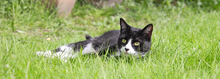 How To Keep Cats Out Of Gardens Rspca