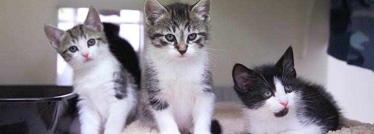 Kittens at Southridge Animal Centre