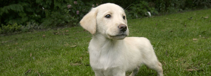 i want to buy a labrador puppy