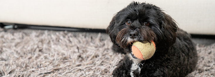 Crossbreed dog at home with a toy in mouth © RSPCA