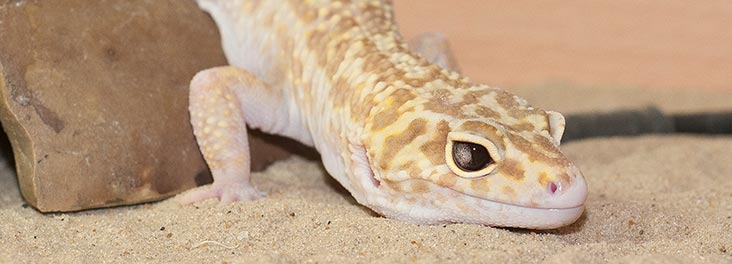 a pet gecko