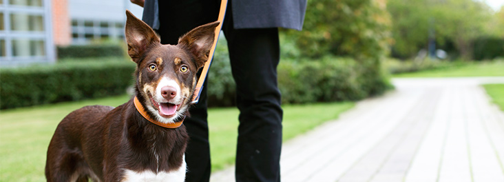 Dog on a lead outside building © RSPCA Photolibrary Dog on a lead outside building © RSPCA Photolibrary