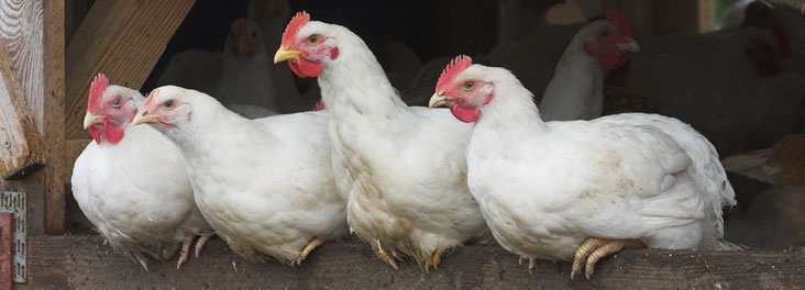 Free range Broiler Chickens outdoors © RSPCA photolibrary