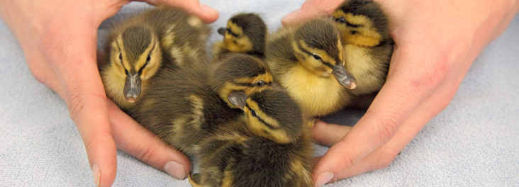 A group of baby ducklings © RSPCA