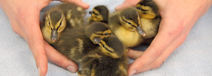 RSPCA inspector with six ducklings © RSPCA photolibrary RSPCA inspector with six ducklings © RSPCA photolibrary