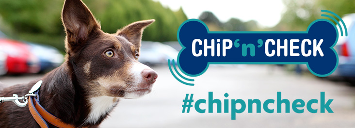 track your dog chip