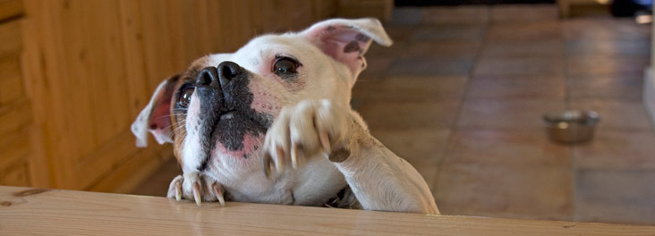 Staffordshire Bull Terrier reaching for treat © RSPCA photolibrary Staffordshire Bull Terrier reaching for treat © RSPCA photolibrary