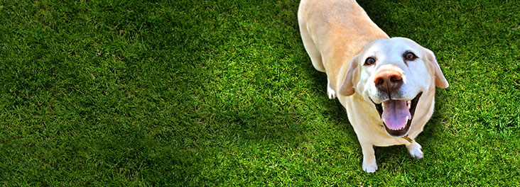 Crossbreed dog loose on grassy terrain