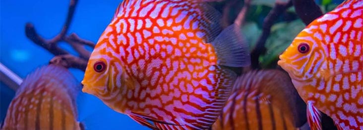 local tropical fish shops
