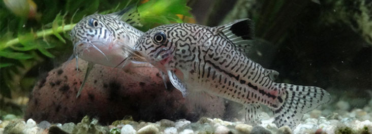 Peppered Corydoras Diet