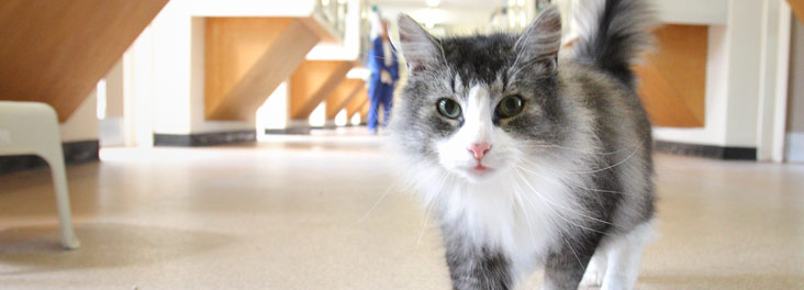 Single adult cat in a cattery © RSPCA photolibrary Single adult cat in a cattery © RSPCA photolibrary