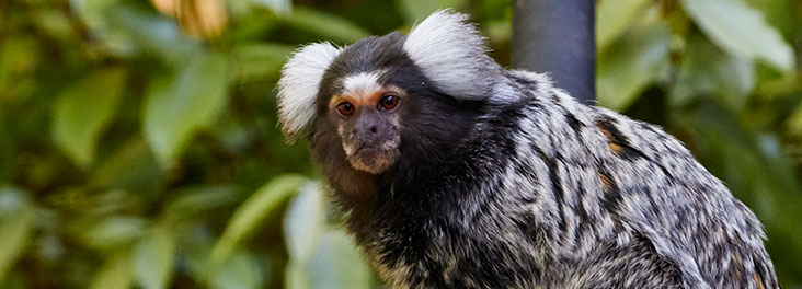 owning a marmoset monkey