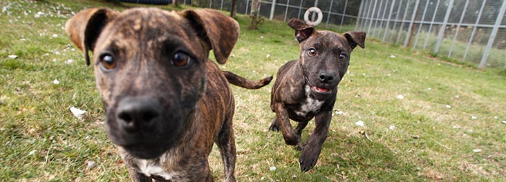 Dog Breeds - Dog Breed Selector A-Z | Mypetzilla