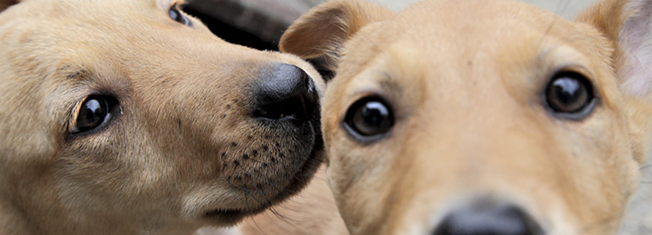 rspca dog shelter near me