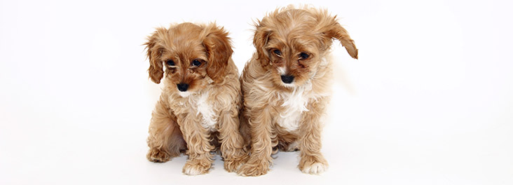 rspca small dogs