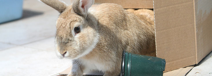 1095421 - Philip Toscano/RSPCA - Domestic Rabbits Single adult playing indoors  © RSPCA photolibrary