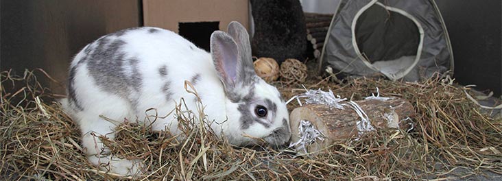 Rabbits Diet Rspca Uk