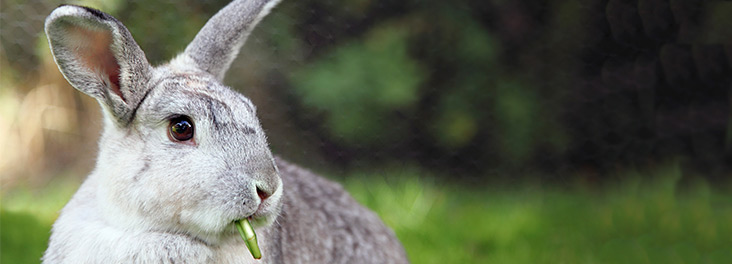 Single grey adult feeding outdoors © RSPCA Photolibrary Single grey adult feeding outdoors © RSPCA Photolibrary