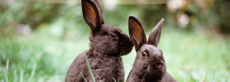 Domestic Rabbit Two adults sitting on grass outdoors © RSPCA Photolibrary Domestic Rabbit Two adults sitting on grass outdoors © RSPCA Photolibrary