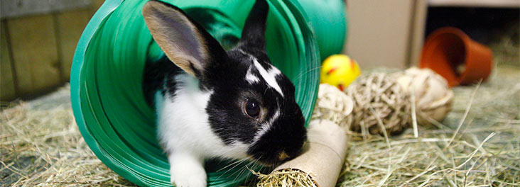 diy rabbit enrichment