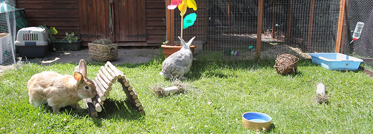 looking after a rabbit indoors