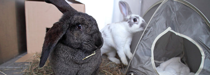 Rabbits Diet Rspca Uk