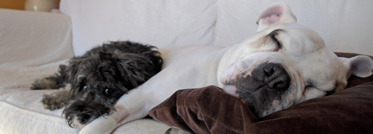 Bulldog resting with terrier puppy © RSPCA photolibrary