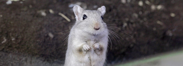 Gerbil standing in peat filled gerbilarium © RSPCA photolibrary Gerbil standing in peat filled gerbilarium © RSPCA photolibrary