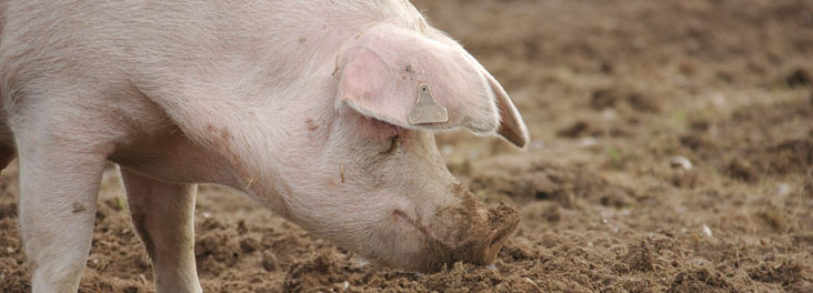 Adult sow rooting in mud on Freedom Food farm © RSPCA Photolibrary