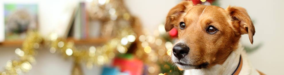 Dog at Christmas © RSPCA Photolibrary