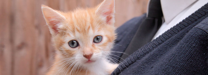 RSPCA Inspector holding ginger kitten © RSPCA photolibrary RSPCA Inspector holding ginger kitten © RSPCA photolibrary