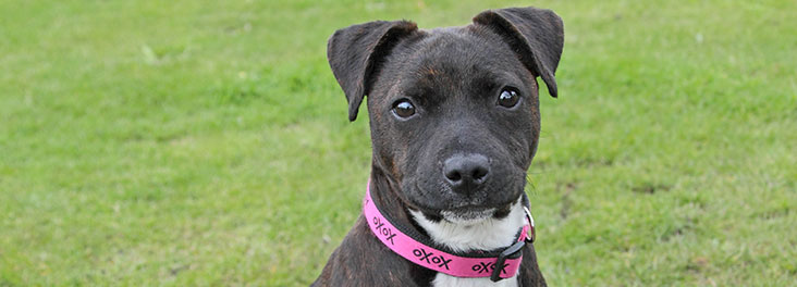 tan staffy puppy