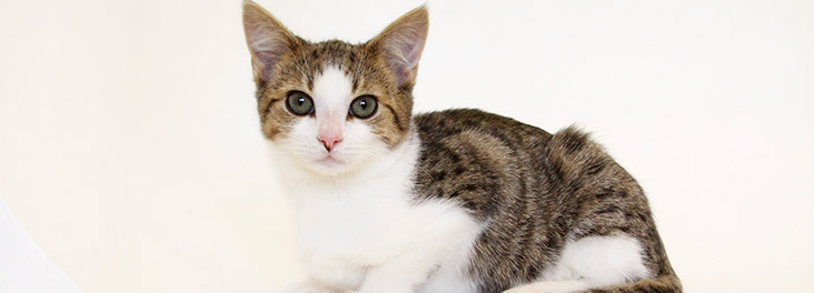 10 Inspiring How To Care A Kitten Latest