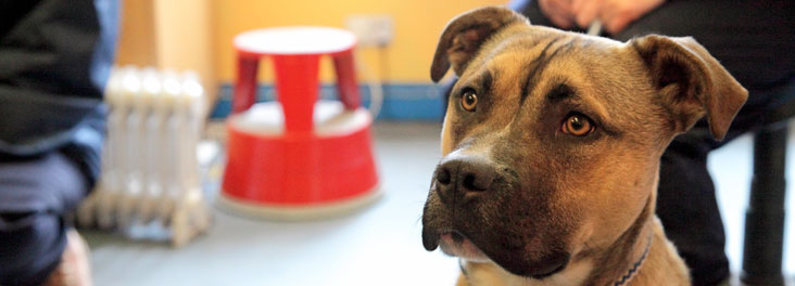 Portrait of juvenile Mastiff © RSPCA photolibrary Portrait of juvenile Mastiff © RSPCA photolibrary