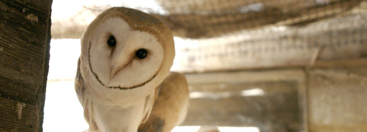Barn Owl perching in nest box © RSPCA photolibrary Barn Owl perching in nest box © RSPCA photolibrary