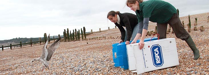 RSPCA Wildlife volunteer helping to release a gull © RSPCA photolibrary