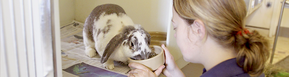 Volunteer feeding a rabbit © RSPCA Photolibrary