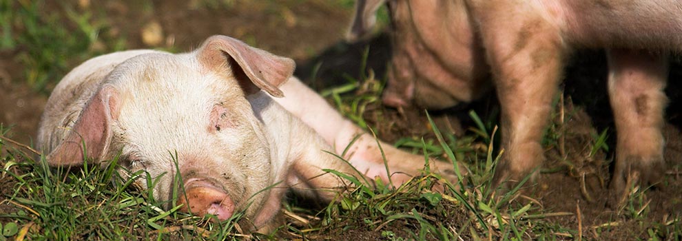 Piglet lying down in a field © RSPCA