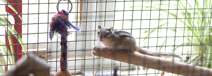 Ensuring A Good Environment For Your Chipmunk Rspca