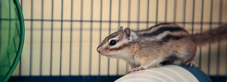 Chipmunk in pet cage with wheel