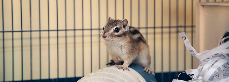 Chipmunk climbing in pet cage © RSPCA