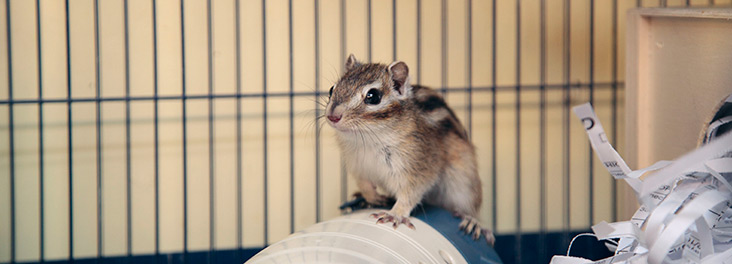 Safely And Successfully Transporting Your Chipmunk Rspca