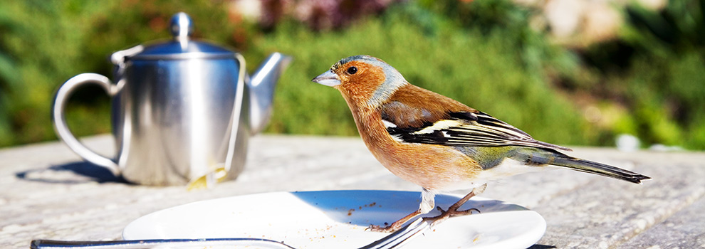 Wild bird on a coffee table outside © RSPCA